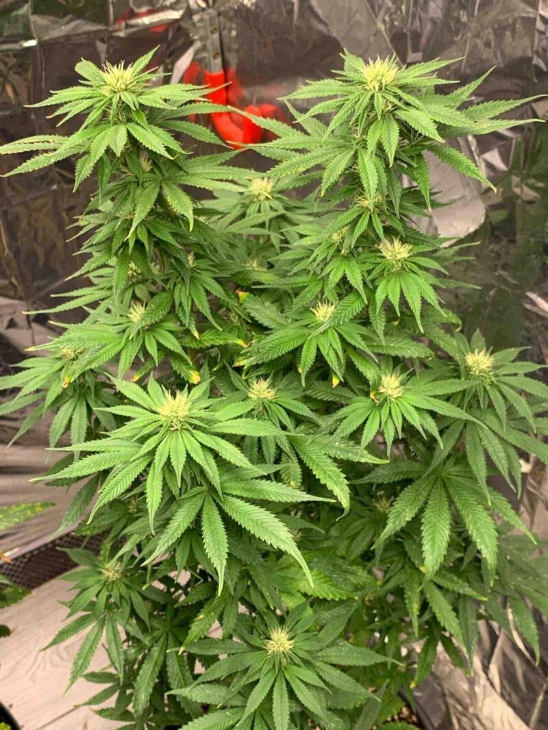 Gorilla Super Glue, Фасовка: 5, изображение 9